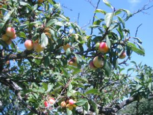 Mirabelles Commune Racrange - Casas - Moselle